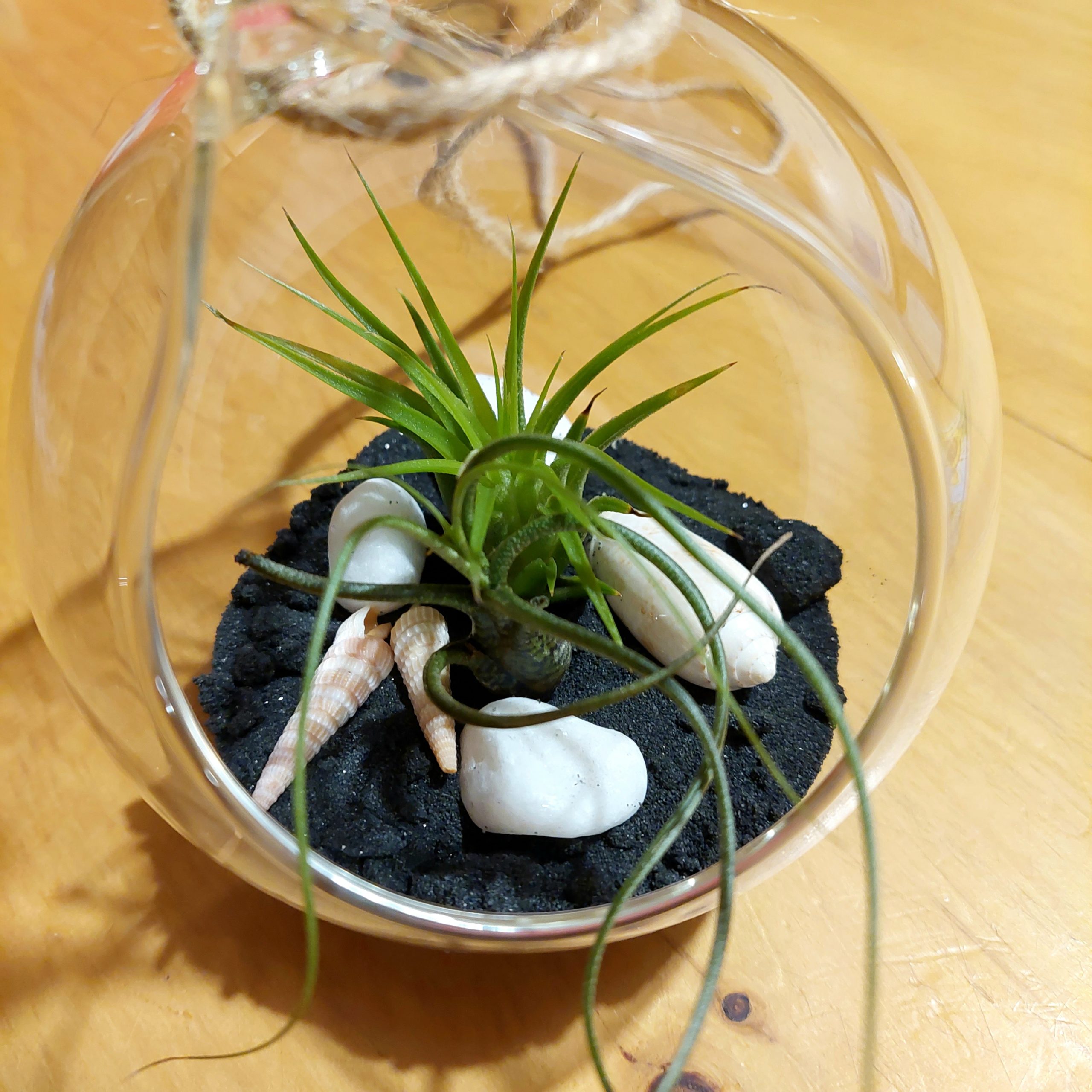Air Plant Mini Habitat – Workshop