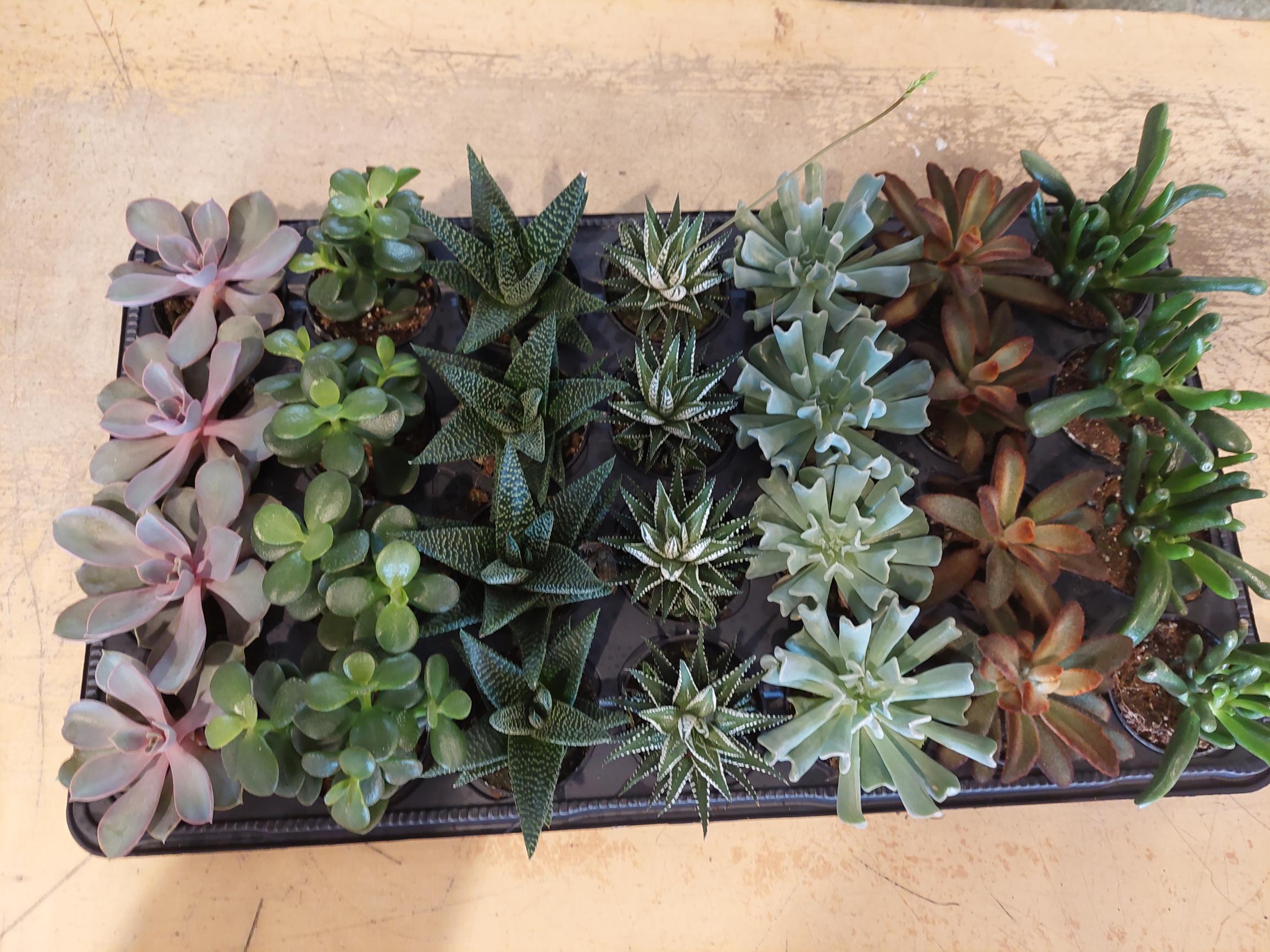 Succulent tray