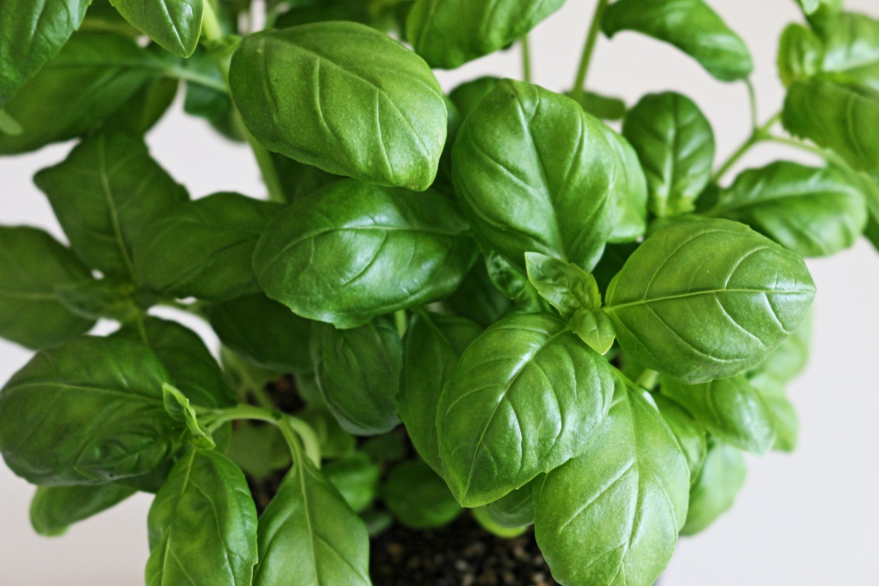 basil-4095191_1280 Pixabay basil-4095191_1280 Pixabay